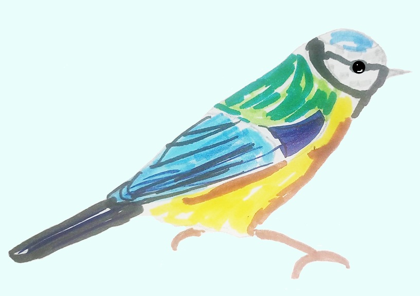 Pen sketch of a blue tit